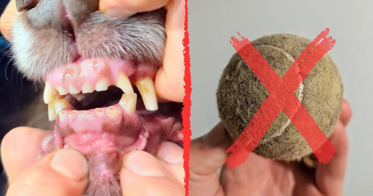 A dog's mouth with worn, damaged teeth from repeated tennis ball chewing. Next to this image is an image of a dirty tennis ball with a red cross through it. The images are divided by a red jagged line.