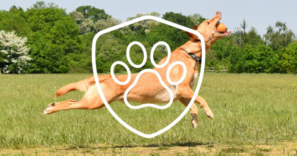 A dog jumping after a durable, mentally stimulating Nobbl toy ball in a field with a shield icon overlayed.