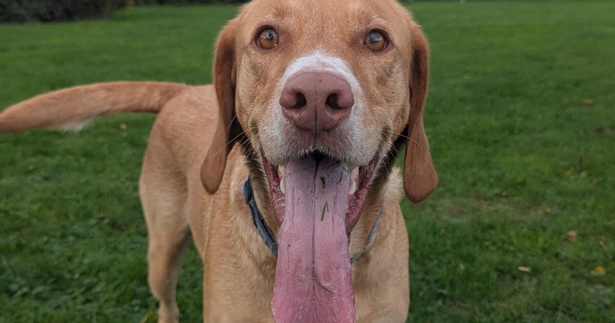 A happy, mentally simulated dog smiling at the camera.