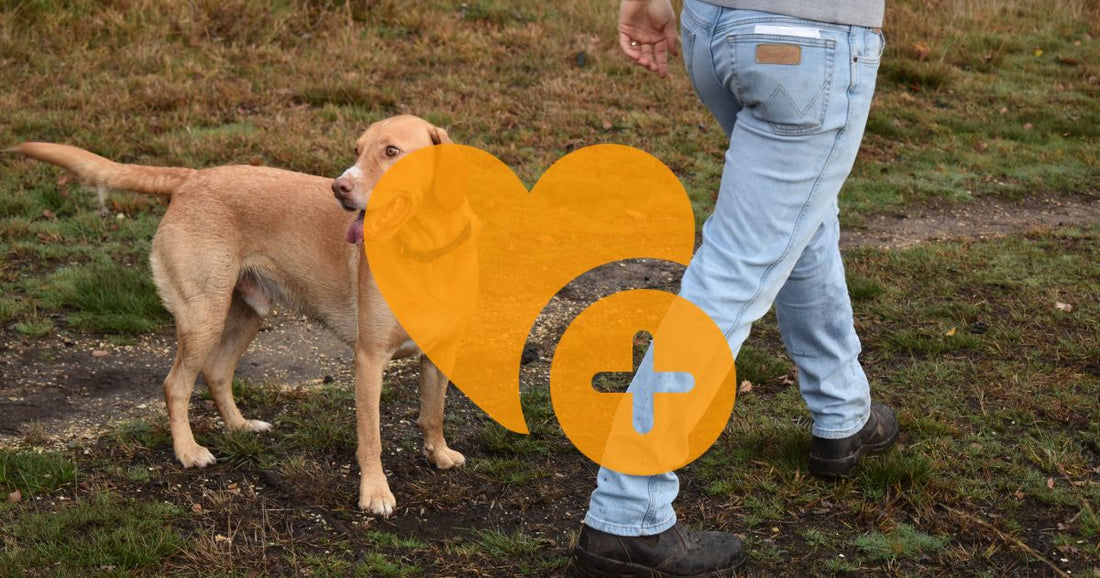 A man and a dog walking down a path with an orange healthy heart icon overlayed.