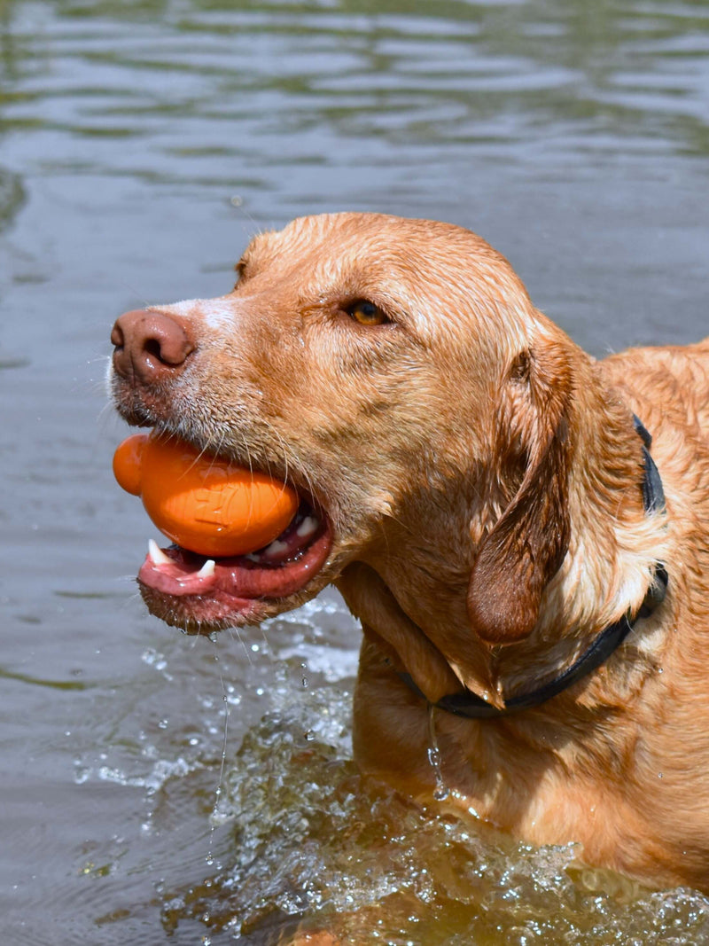 Dog playing with an orange ball in water.