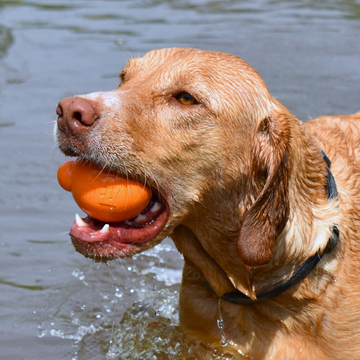 A Labrador dog in shallow water holding an orange rubber Nobbl toy in its mouth.