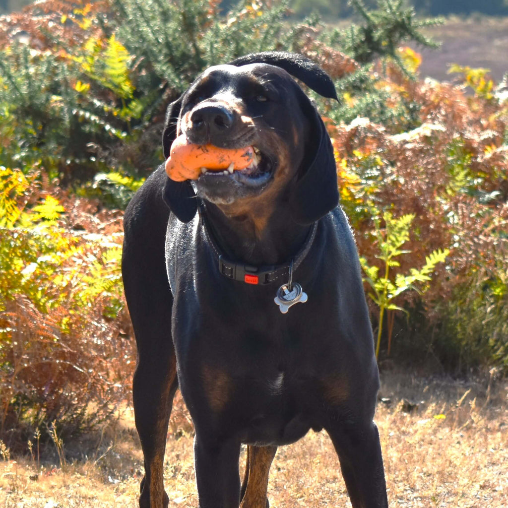Doberman dog chewing an orange Nobbl dog toy.