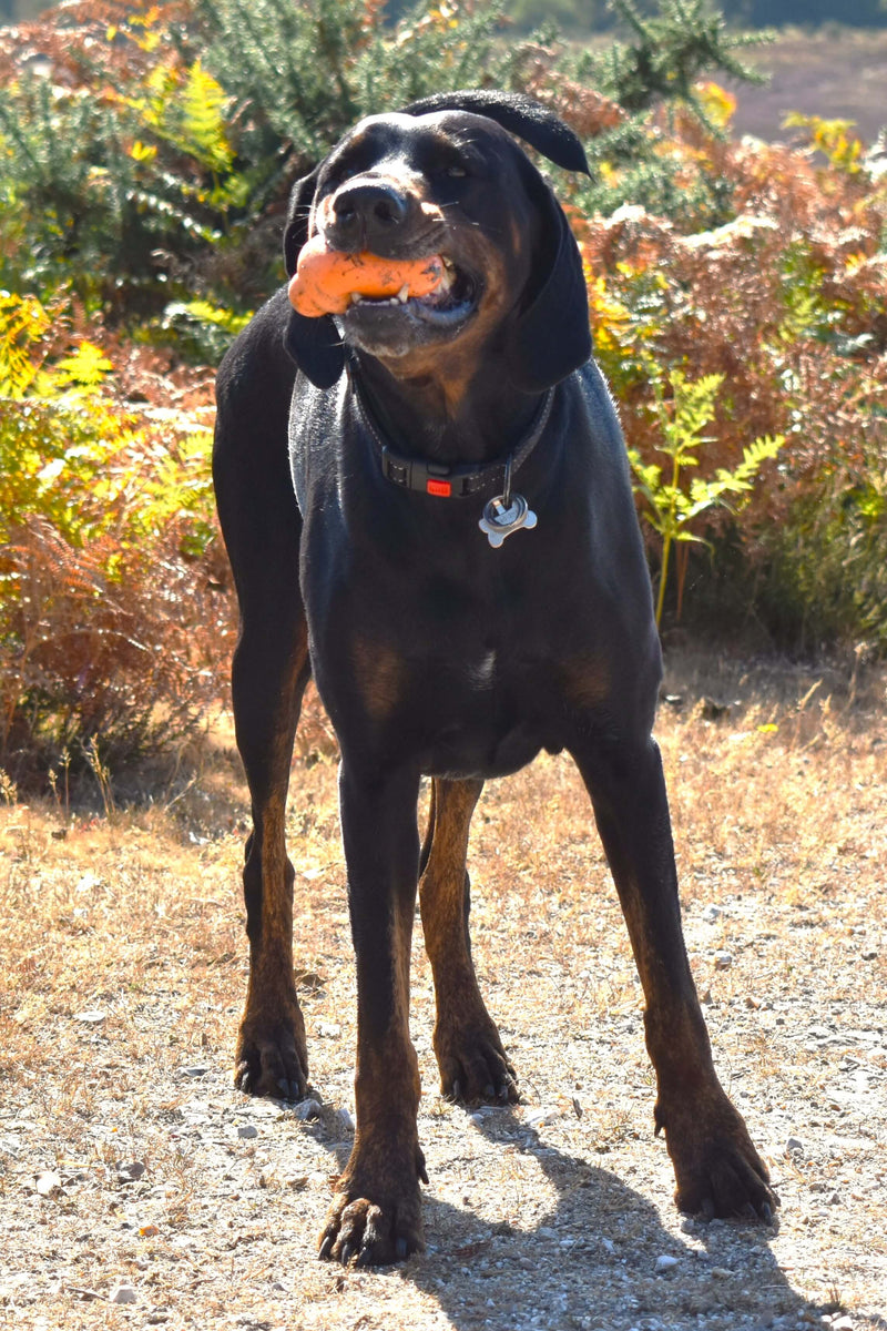 A black and tan dog standing outdoors in a field with dry grass and shrubs, holding an orange object in its mouth. The dog wears a black collar with a small red tag and a silver bone-shaped tag.